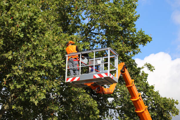 Best Pest Control for Lawns  in Alamo, TN