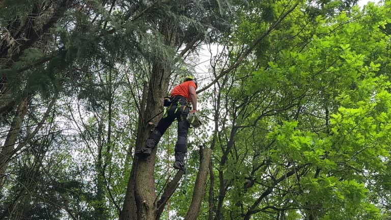 Best Tree Removal  in Alamo, TN