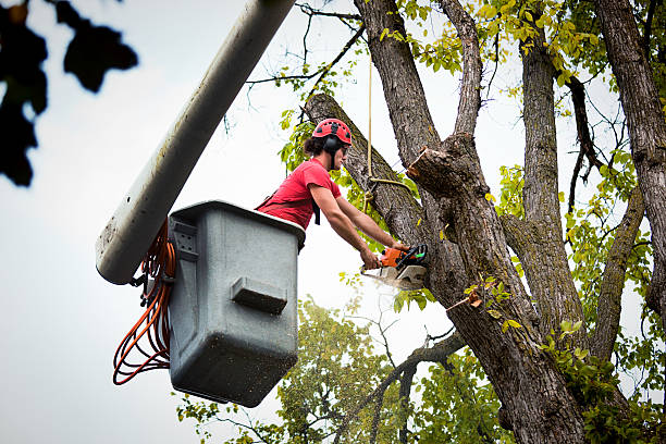 Professional Tree Removal in Alamo, TN