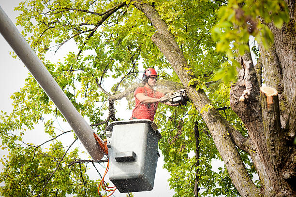 Best Tree Cabling and Bracing  in Alamo, TN