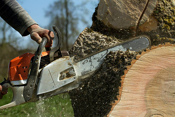 Best Soil Testing and Treatment  in Alamo, TN